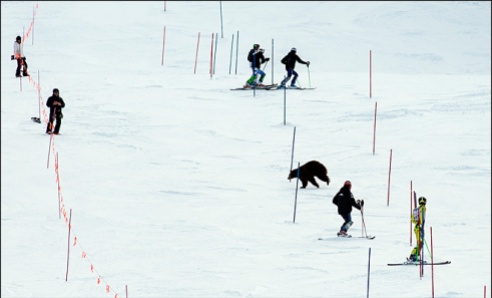 Big black bear shuts down ski race at Heavenly
