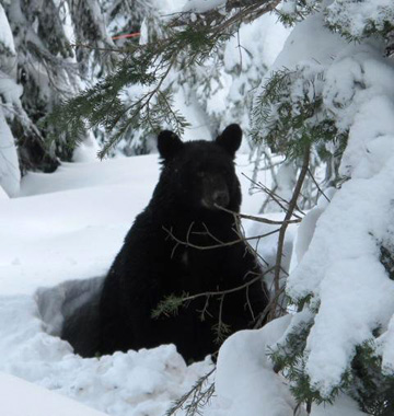 Black bear at Whitewater in January 2014