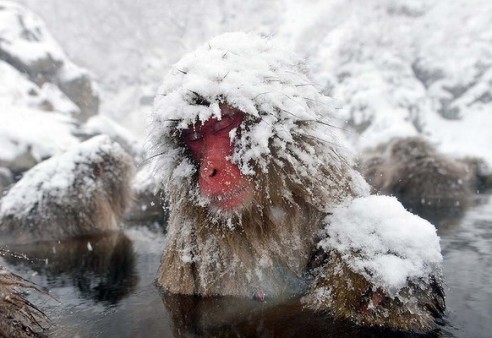 port-Snow-Monkeys-Japan-20-11--600x400
